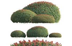 Ilex crenata - Box Leaved Holly - Japanese Holly - 02