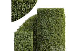 New Plant Ficus Concinna Bonsai Pruned07