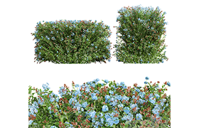 New Plant Ceratostigma Plumbaginoides Bleiwurz Box