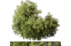 Mixed Plant Bush Set 105