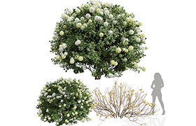 New Plant Edgeworthia Chrysantha Paperbush Viburnum Opulus R