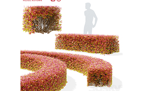 Spiraea birch-leaved hedge Spiraea betulifolia autumn