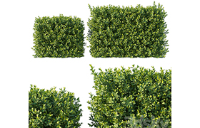 Boxwood 04