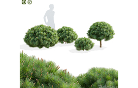 Mountain pine  Pinus mugo 2