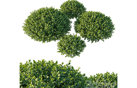 Boxwood 05