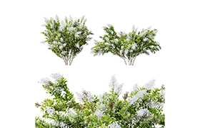 HQ Plants Myrtle White Flower little