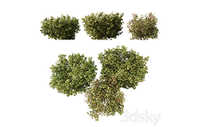 HQ Plants Cornus sanguinea