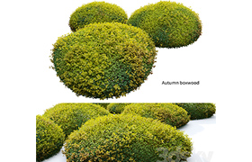 Autumn boxwood