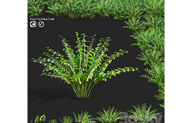 Kupena flowers Polygonatum