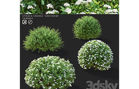 Gray spirea trimmed bushes Spiraea cinerea grefsheim