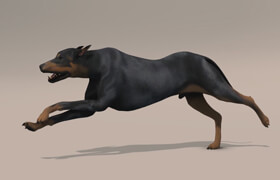 Udemy - How to Animate a Dog Run Cycle in Maya