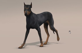 Udemy - How to Animate a Dog Walk Cycle in Maya