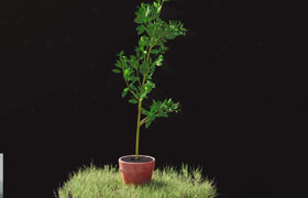 CGCircuit - Regrowth - Growing Plants in Houdini