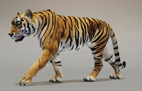 Sophoria Academy - How to Animate a Tiger Walk Cycle in Maya