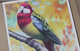 Udemy - Drawing A Bird With 12 Colors